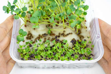 Fresh small microgreens in container for eco lifestyle. Healthy cooking, healthy eatingの写真素材