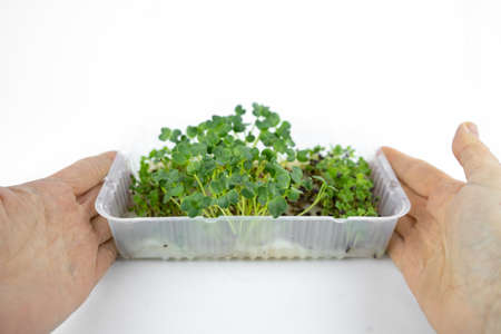 Fresh small microgreens in container for eco lifestyle. Healthy cooking, healthy eatingの写真素材