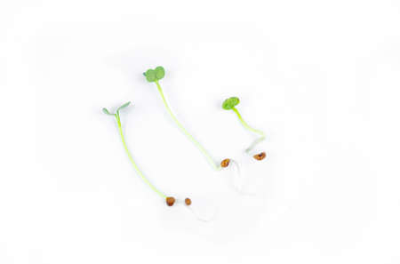 Fresh small microgreens germinated seeds for the eco lifestyle. Healthy cooking, healthy eating