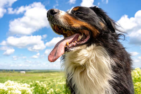 Bernese mountain dog sitting on a green grass, tongue out, blue sky, clouds, summer background, copy...