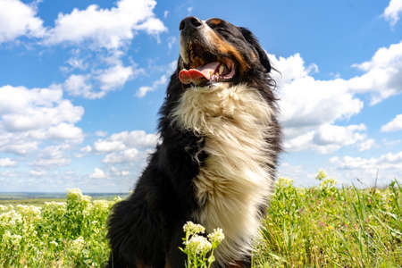 Bernese mountain dog sitting on a green grass, tongue out, blue sky, clouds, summer background, copy spaceの写真素材