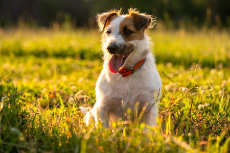 Purebred Jack russell terrier walk outdoors in grass on a sunset, soft sun backlight in a parkの写真素材