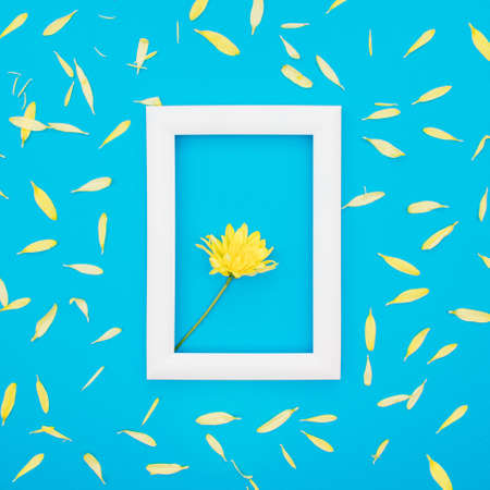 Yellow flower in a white frame on a pastel blue background with yellow petals. Creative natural composition, minimal flat lay.の写真素材