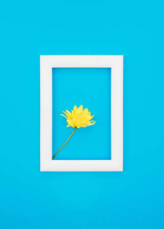 Yellow flower in a white frame on a pastel blue background. Creative natural composition, minimal flat lay.の写真素材