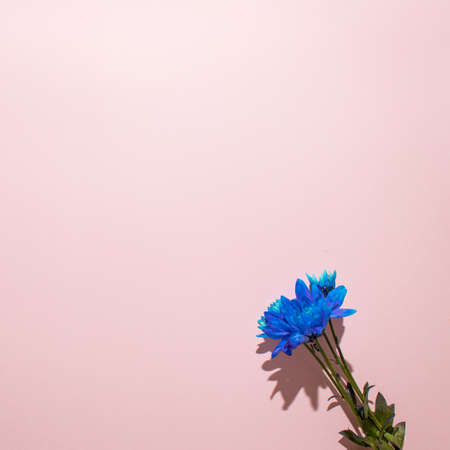 Blue spring flower on a pastel pink background. Minimal nature concept with copy space.