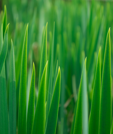 A green meadowの写真素材