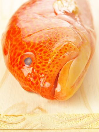 red fish     の写真素材