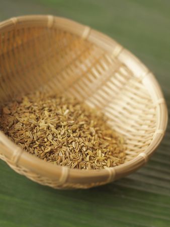 fennel seeds      の写真素材