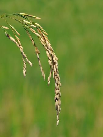stalk of rice      の写真素材