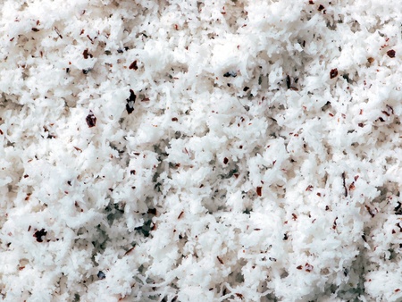grated coconut  の写真素材