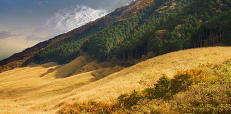 pampas grass field at sengokuhara hakone landscapeの写真素材