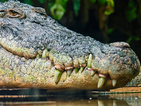 close up of crocodile head portraitの写真素材