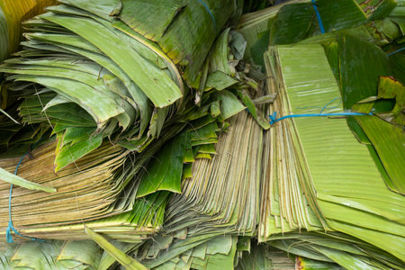 close up of a heap of banana leavesの写真素材