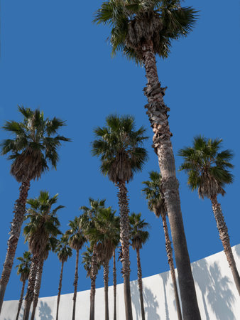 palm trees blue sky  white fenceの写真素材