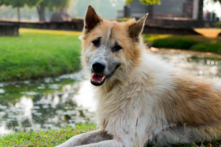 Bang Kaew Thai dogの写真素材