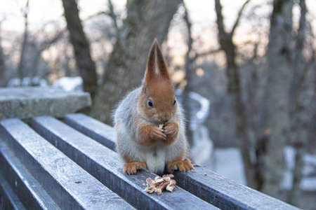 Squirrel on a bench in the park in winter with a nut