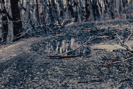 Abandoned forest after fire in autumn. Dry trees, water and leaves.