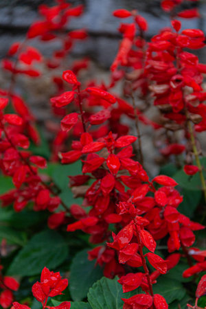 Red salvia flowers in the garden, closeup of red salvia flowersの写真素材