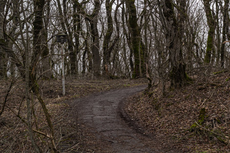 Walking trail in the forest with bare trees and bare branches.