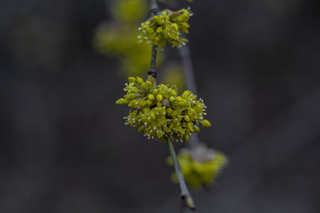Close-up of yellow flowers on a tree branch in spring.の写真素材