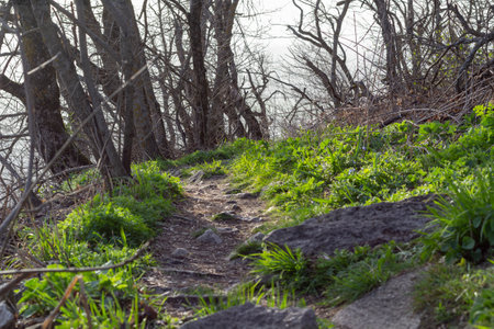 hiking trail in the forest on foggy day, nature series