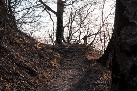 Hiking trail in the forest. The path in the forest.の写真素材