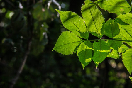 Green leaves in the forest, close-up. nature background.