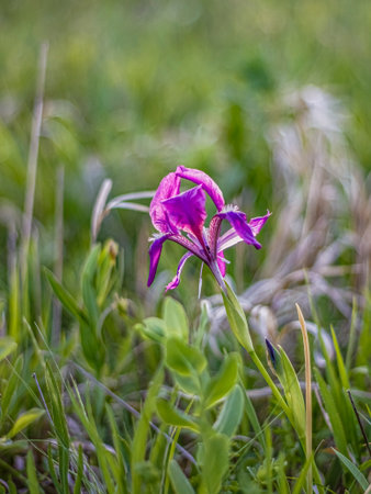 Purple flower on a meadow in the spring. Selective focus.
