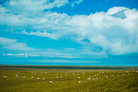Sheep on the meadowの写真素材