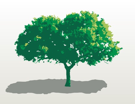 vector Mediterranean oakのイラスト素材