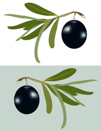 vector illustration of the black olive on the branchのイラスト素材