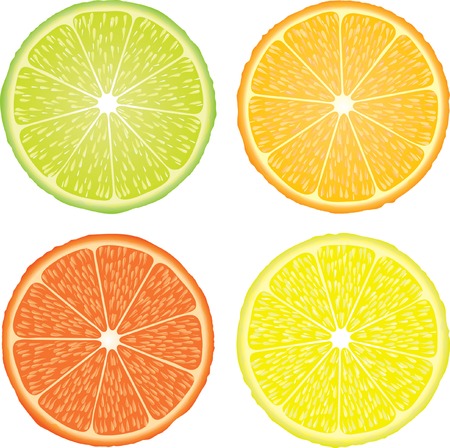 vector illustration of the four citrus fruitsのイラスト素材