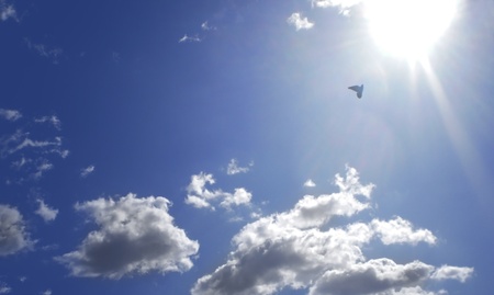 flying dove on sun with fluffy cloudsの写真素材