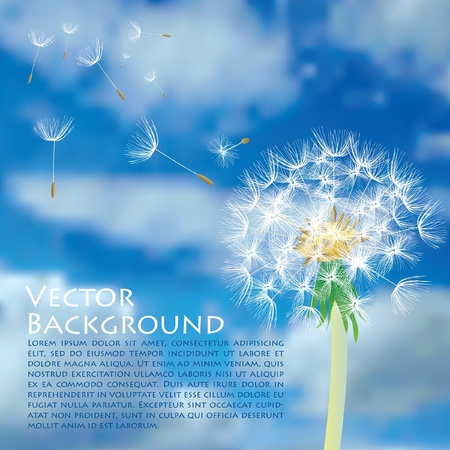 vector dandelion with flying seeds on cloudy skyのイラスト素材