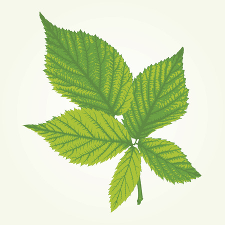 vector raspberry leaves in three green colorsのイラスト素材