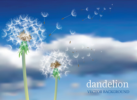 dandelion with flying seeds on cloudy sky, symbolic backgroundのイラスト素材