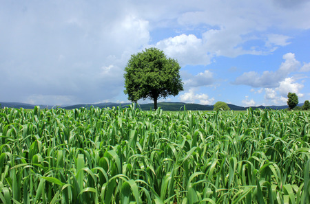 lonely tree in corn field on cloudy sky background