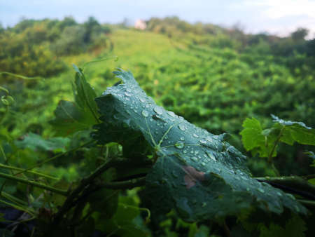 rain drops on vine leaf with blurry vineyard in backgroundの写真素材