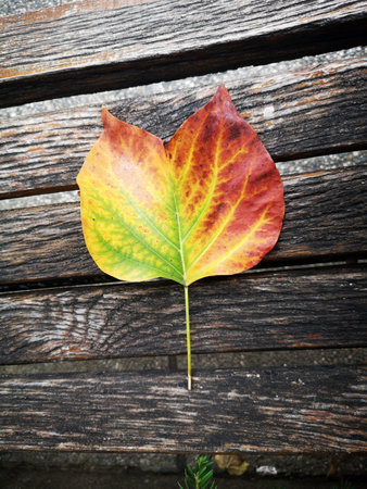 mulberry autumn leaf on old wooden table