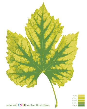 vector illustration of the vine leaf in five CMYK colorsのイラスト素材