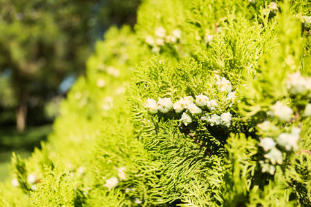 Beautiful cypress with green cones close upの写真素材