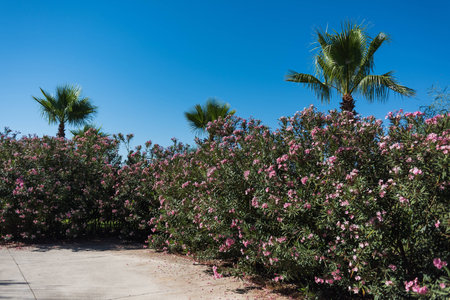 Bushes with pink flowers and palm trees against the blue skyの写真素材