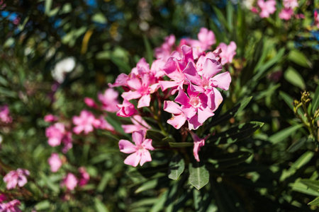 Pink flowers on the Green Bush beautiful summer backgroundの写真素材