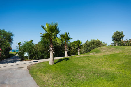 Walkway with access to the sea, with bushes and palm trees near the grass field under the blue skyの写真素材