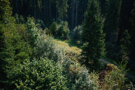 Walkway between spruce trees in hte Carpathians top from lift