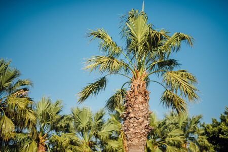 Green huge palm tree over blue skyの写真素材
