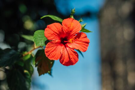 Beautiful red flower on a green tree.の写真素材