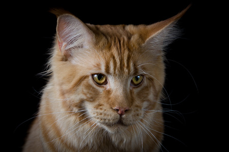 Brown cats head portraitの写真素材