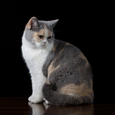 Brown gray white cat looking downの写真素材