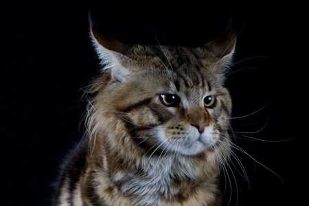 Longhair brown cat looking downの写真素材